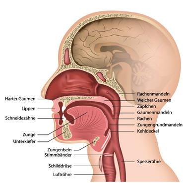 Anatomie Hals